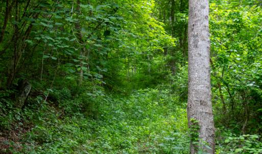 Photo #45 of SOLD property in Off Barton Spur Rd, Ferrum, VA 181.7 acres