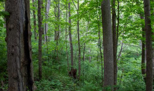 Photo #47 of SOLD property in Off Barton Spur Rd, Ferrum, VA 181.7 acres