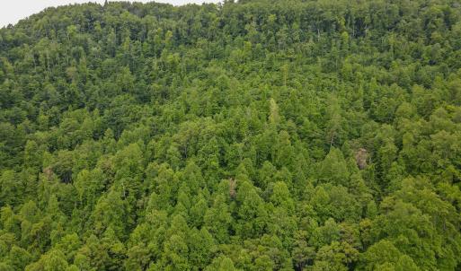 Photo #48 of SOLD property in Off Barton Spur Rd, Ferrum, VA 181.7 acres