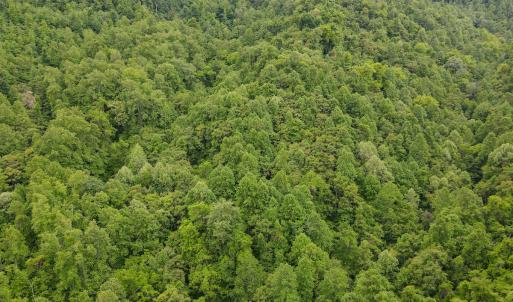Photo #50 of SOLD property in Off Barton Spur Rd, Ferrum, VA 181.7 acres