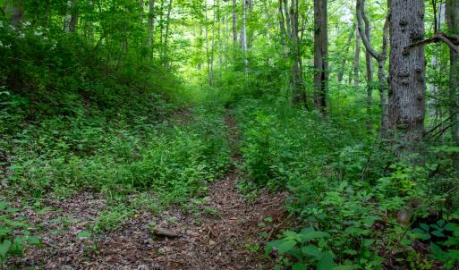 Photo #51 of SOLD property in Off Barton Spur Rd, Ferrum, VA 181.7 acres