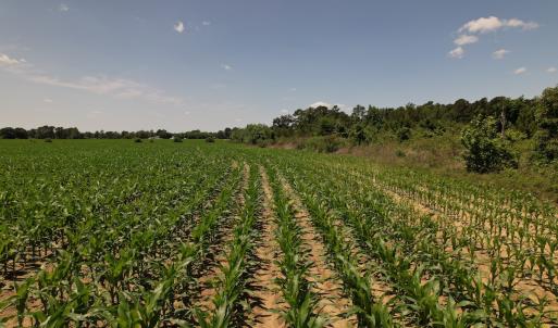 Photo #11 of SOLD property in Off Shannon Road, Shannon, NC 51.9 acres