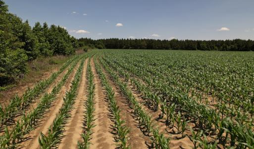 Photo #12 of SOLD property in Off Shannon Road, Shannon, NC 51.9 acres