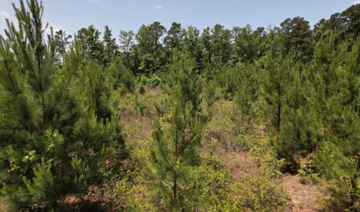 Photo #14 of SOLD property in Off Shannon Road, Shannon, NC 51.9 acres