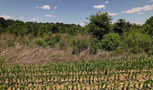 Photo #15 of SOLD property in Off Shannon Road, Shannon, NC 51.9 acres