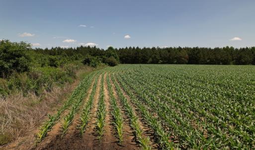 Photo #16 of SOLD property in Off Shannon Road, Shannon, NC 51.9 acres