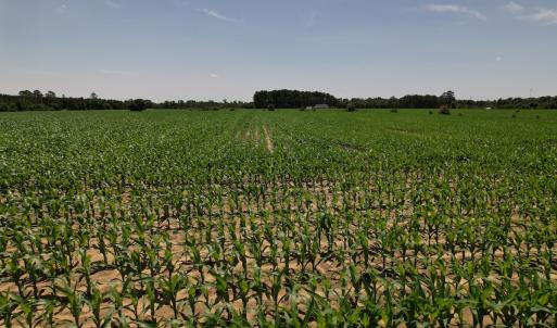 Photo #17 of SOLD property in Off Shannon Road, Shannon, NC 51.9 acres
