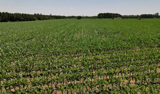 Photo #18 of SOLD property in Off Shannon Road, Shannon, NC 51.9 acres