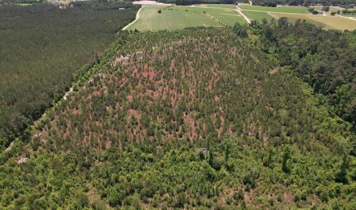 Photo #19 of SOLD property in Off Shannon Road, Shannon, NC 51.9 acres