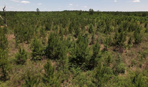 Photo #7 of SOLD property in Off Shannon Road, Shannon, NC 51.9 acres