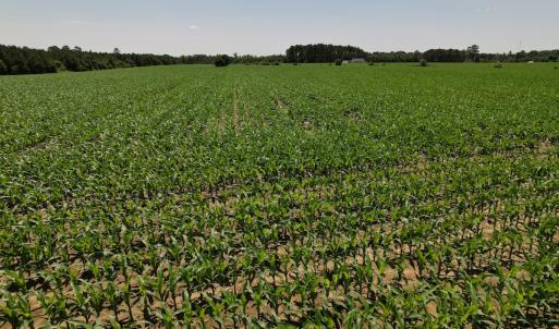 Photo #10 of SOLD property in Off Shannon Road, Shannon, NC 51.9 acres