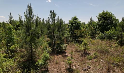 Photo #32 of SOLD property in Off Shannon Road, Shannon, NC 51.9 acres