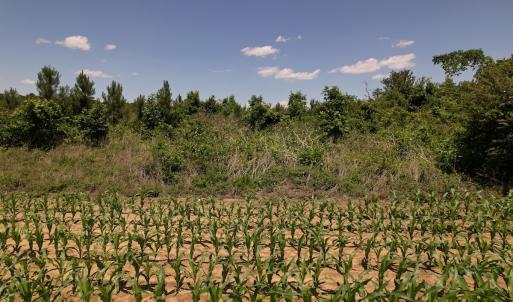 Photo #35 of SOLD property in Off Shannon Road, Shannon, NC 51.9 acres