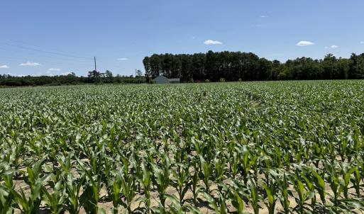 Photo #12 of SOLD property in Off Fodiesville Road, Shannon, NC 9.6 acres