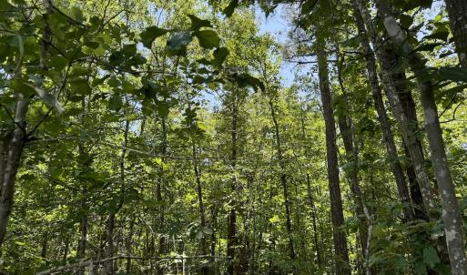 Photo #19 of SOLD property in Off Fodiesville Road, Shannon, NC 9.6 acres