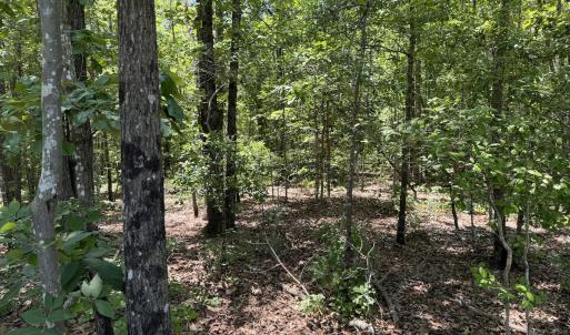 Photo #7 of SOLD property in Off Fodiesville Road, Shannon, NC 9.6 acres