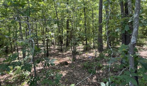 Photo #9 of SOLD property in Off Fodiesville Road, Shannon, NC 9.6 acres