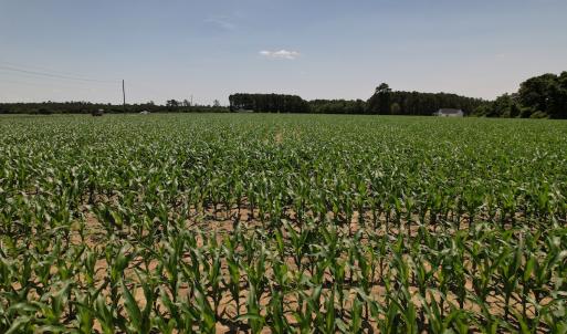 Photo #22 of SOLD property in Off Shannon Road, Shannon, NC 3.5 acres