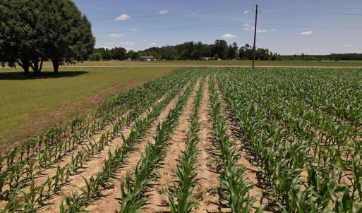 Photo #23 of SOLD property in Off Shannon Road, Shannon, NC 3.5 acres