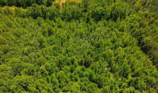 Photo #36 of SOLD property in Lot-2 - Off Wilson Road, Providence, NC 6.2 acres