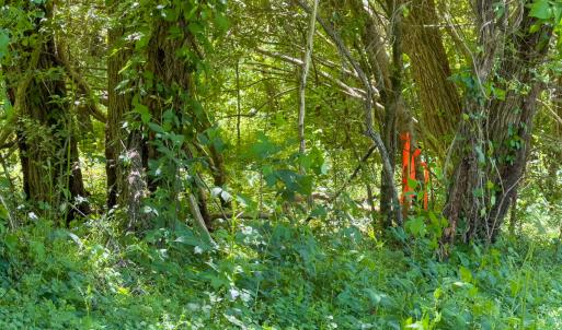 Photo #6 of SOLD property in Lot-3 - Off Wilson Road, Providence, NC 5.0 acres