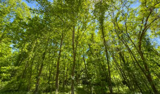 Photo #15 of SOLD property in Lot-3 - Off Wilson Road, Providence, NC 5.0 acres