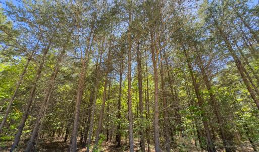 Photo #8 of SOLD property in Lot-4 - Off Wilson Road, Providence, NC 5.7 acres