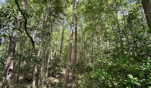Photo #10 of Off Bobcat Ln, Franklin, VA 30.0 acres