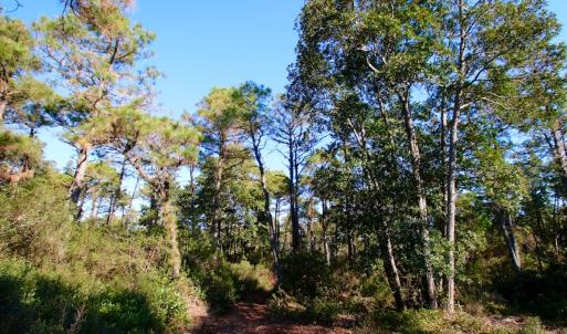 Photo #16 of SOLD property in Off Dunbar Canal Rd - Lot #44, Currituck, NC 60.0 acres