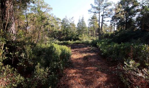 Photo #32 of SOLD property in Off Dunbar Canal Rd - Lot #44, Currituck, NC 60.0 acres