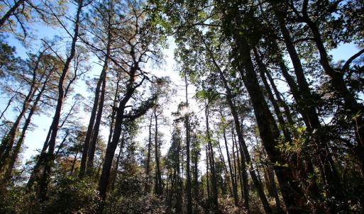 Photo #41 of SOLD property in Off Dunbar Canal Rd - Lot #44, Currituck, NC 60.0 acres