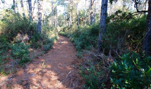 Photo #45 of SOLD property in Off Dunbar Canal Rd - Lot #44, Currituck, NC 60.0 acres