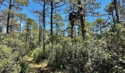 Photo #47 of SOLD property in Off Dunbar Canal Rd - Lot #44, Currituck, NC 60.0 acres