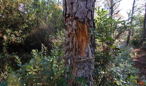 Photo #52 of SOLD property in Off Dunbar Canal Rd - Lot #44, Currituck, NC 60.0 acres