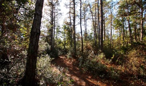 Photo #54 of SOLD property in Off Dunbar Canal Rd - Lot #44, Currituck, NC 60.0 acres