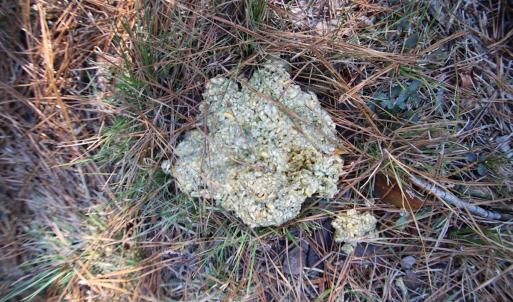 Photo #55 of SOLD property in Off Dunbar Canal Rd - Lot #44, Currituck, NC 60.0 acres