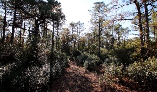 Photo #61 of SOLD property in Off Dunbar Canal Rd - Lot #44, Currituck, NC 60.0 acres
