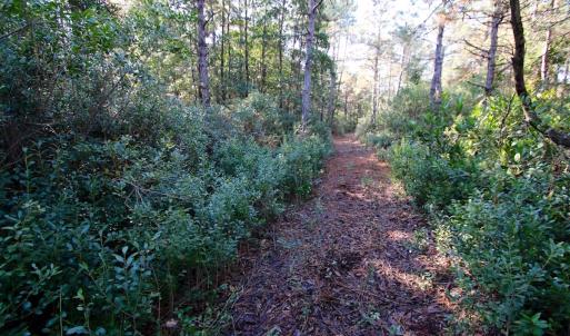 Photo #63 of SOLD property in Off Dunbar Canal Rd - Lot #44, Currituck, NC 60.0 acres