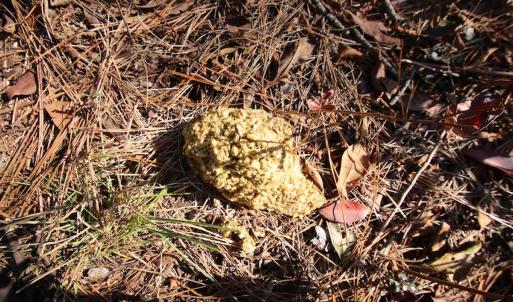 Photo #64 of SOLD property in Off Dunbar Canal Rd - Lot #44, Currituck, NC 60.0 acres