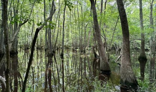 Photo #13 of SOLD property in Off Bobcat Ln, Franklin, VA 55.0 acres