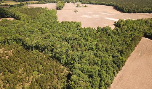 Photo #17 of SOLD property in Off Bobcat Ln, Franklin, VA 55.0 acres