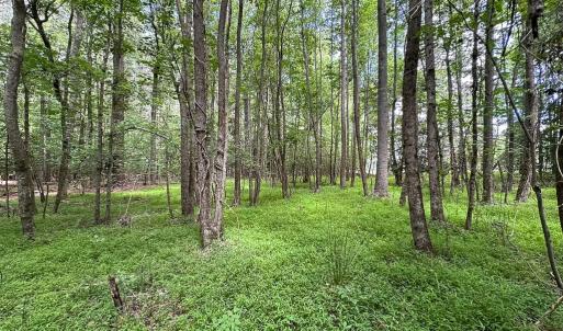 Photo #19 of SOLD property in Off Bobcat Ln, Franklin, VA 55.0 acres