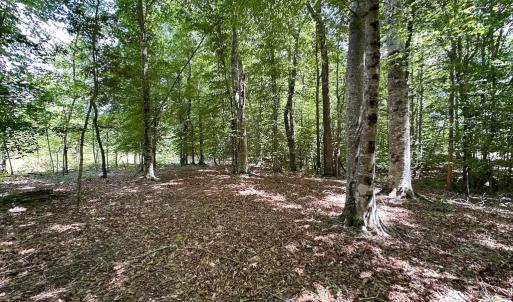 Photo #28 of SOLD property in Off Bobcat Ln, Franklin, VA 55.0 acres