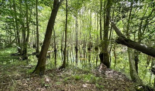 Photo #29 of SOLD property in Off Bobcat Ln, Franklin, VA 55.0 acres