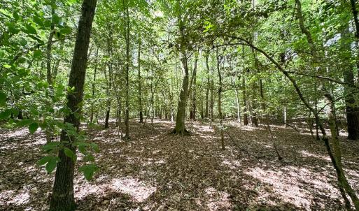 Photo #30 of SOLD property in Off Bobcat Ln, Franklin, VA 55.0 acres