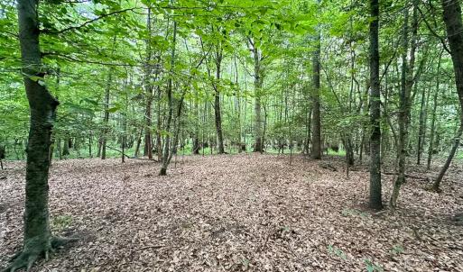 Photo #33 of SOLD property in Off Bobcat Ln, Franklin, VA 55.0 acres