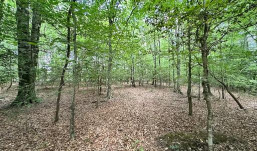 Photo #34 of SOLD property in Off Bobcat Ln, Franklin, VA 55.0 acres