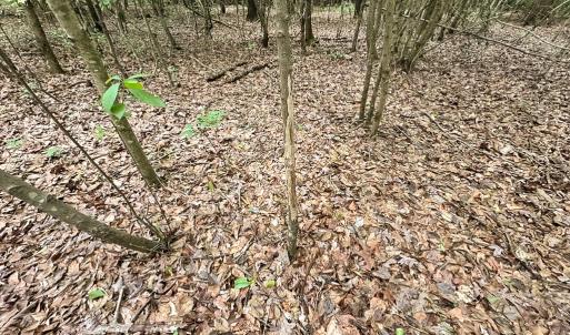 Photo #38 of SOLD property in Off Bobcat Ln, Franklin, VA 55.0 acres