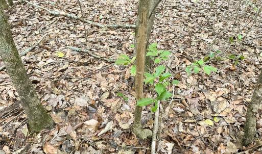 Photo #39 of SOLD property in Off Bobcat Ln, Franklin, VA 55.0 acres