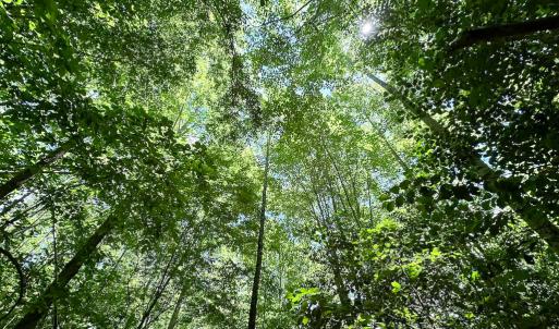 Photo #40 of SOLD property in Off Bobcat Ln, Franklin, VA 55.0 acres